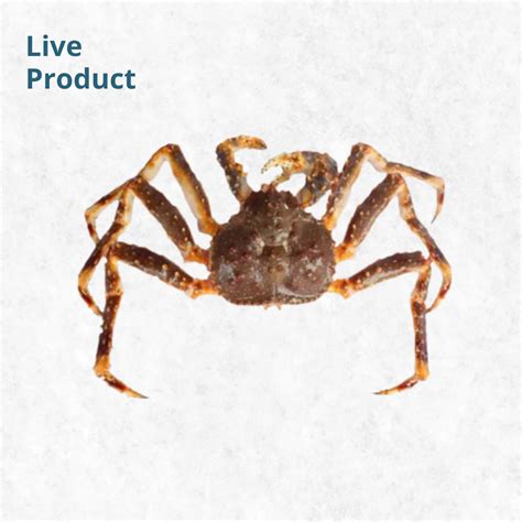 Opilio Crab Vs King Crab: What Are Key Differences? AZ, 46% OFF