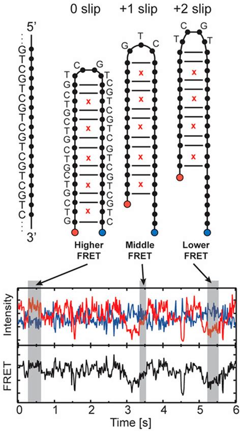 Structural and Dynamical Properties of Nucleic Acid Hairpins Implicated ...