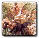 Horticulture :: TNAU :: Varieties :: Plantation crops
