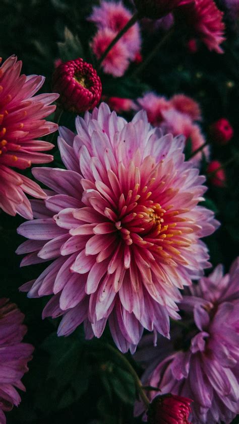 Can You Grow Dahlias Indoors? - Green Packs - can you grow dahlias indoors