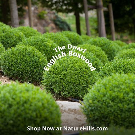 Nature Hills Nursery on LinkedIn: Dwarf English Boxwood