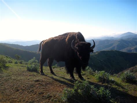 CATALINA'S WILD INTERIOR | Your Vacation Rental on Catalina Island