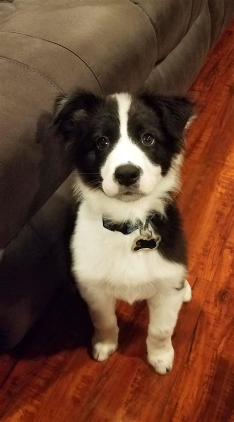 When Do Border Collie Puppies Ears Stand Up