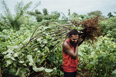 New to Kava? A quick guide | Explore and Learn More