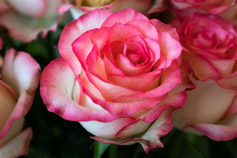 Free Images : flowers, petals, nature, colorful, flower garden, smell ...