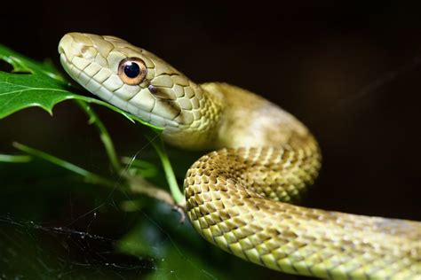 Japanese Rat Snake(Elaphe climacophora）:Your Guide to Spotting the ...