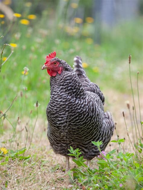 18+ Bantam Chicken Breeds for Small Spaces — Practical Self Reliance