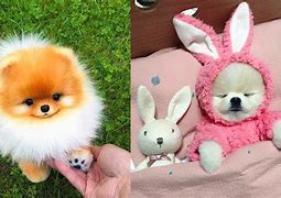 Image result for Cute Fluffy Animals
