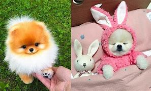 Image result for Cute and Fluffy Animals