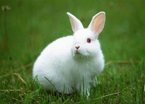 1975年属兔是什么命 75年属兔一生命运 - 万年历