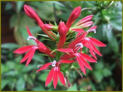 サワギキョウ 花 に対する画像結果