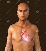 Image result for Rabbit Heart Anatomy