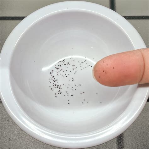 How to Grow Coral Bells from Seed - growhappierplants.com