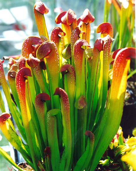 American Pitcher Plant