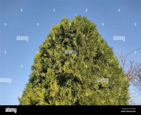 Northern white cedar. Thuja occidentalis Stock Photo - Alamy