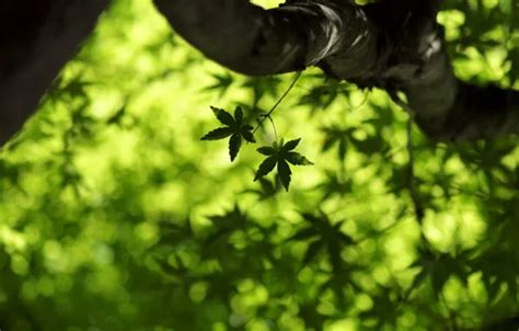 Wallpaper greens, summer, leaves, macro, freshness, spring, maple ...
