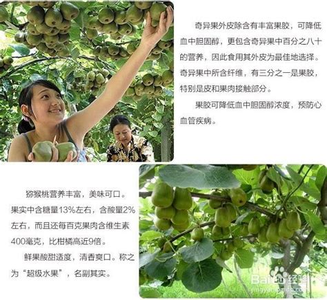 奇异果，在中国本有个奇异的名字，苌楚_猕猴桃_植物_种植