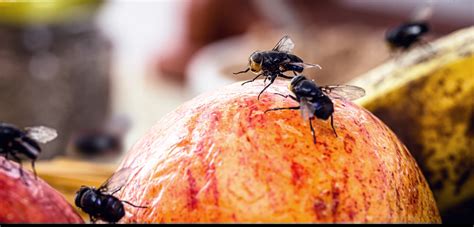 What Does Fly Eat? - Rentokil Pest Control Indonesia