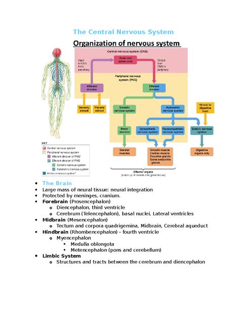 Organization Of The Nervous System Flowchart