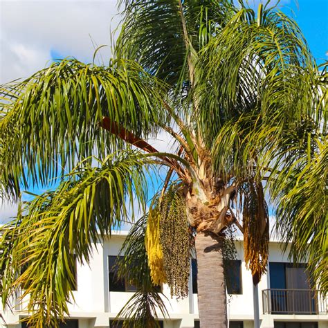 Queen Palm, Cocos Palm (Syagrus romanzoffiana) - MyGardenLife