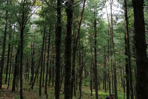 江西省林业局林业科技创新专项项目组对官山林场2020年到期项目进行现场查定 - 江西林科网