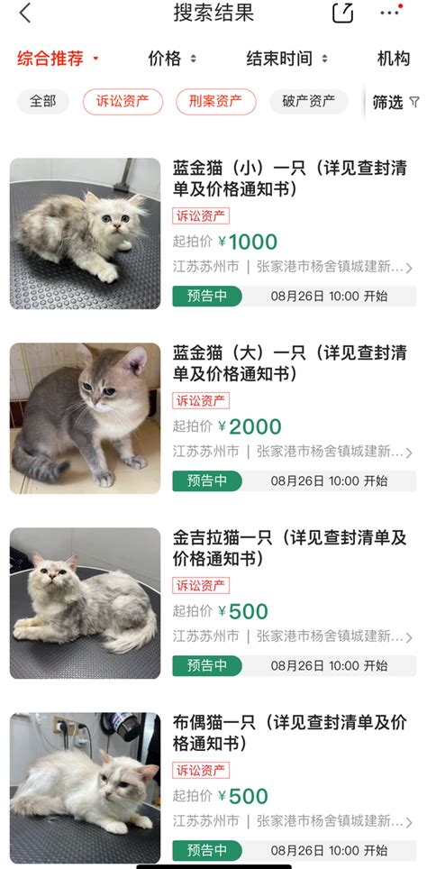 江苏一男子收8万元代购猫咪，违约被诉，自家13只猫被法拍抵债_手机新浪网