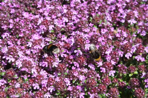 Wild Thyme – Scotia Seeds
