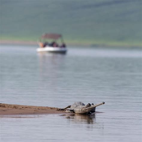 Safari on the water: 6 terrific options for the season | Condé Nast ...