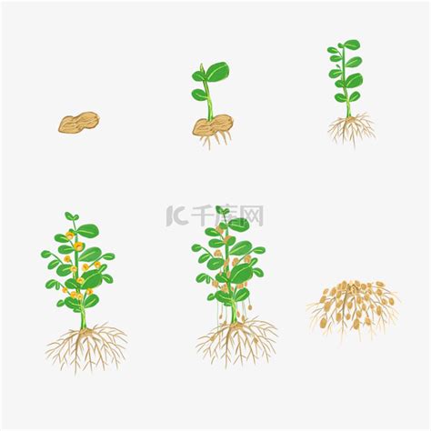 花生播种培育流程图素材图片免费下载-千库网