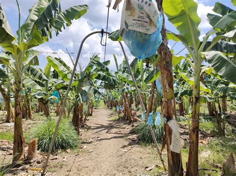 Banana Yield, Harvest, Processing and Storage | Wikifarmer