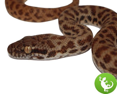 Children's Python Feeding 的图像结果