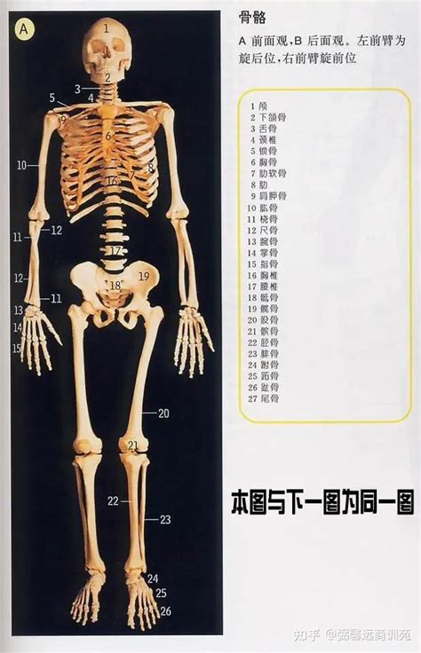 史上最全的人体解剖图各器官位置图（多图） - 知乎