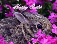 Image result for Cute Easter Bunny Front