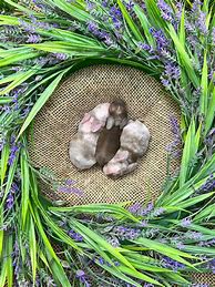 Image result for Holland Lop Rabbit Colors