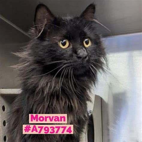 💕Stunning and Regal Black Kitty 💕 seeks forever home - at Devore Animal Shelter (San Bernardino ...