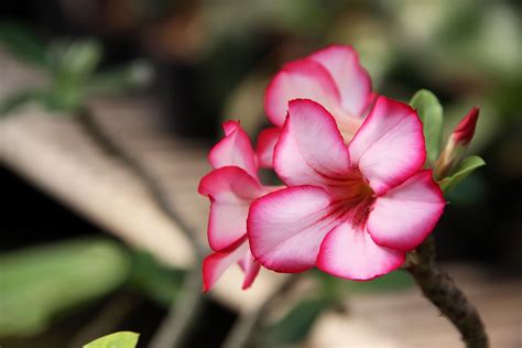 9 Easy Ways To Care For A Desert Rose In Arizona