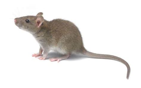 大鼠的配种繁殖方法介绍|小宠繁殖-波奇网百科大全