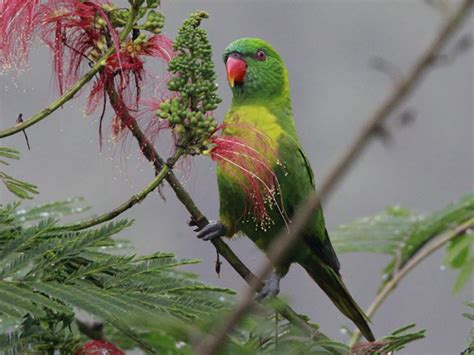 Leaf Lorikeet - eBird