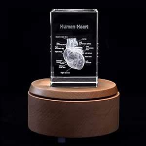 3D Human Heart with Labels Anatomical Model Paperweight(Laser Etched ...