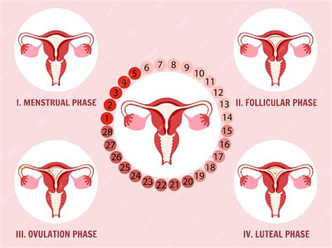Las etapas del ciclo menstrual infografía ginecológica en ilustración ...