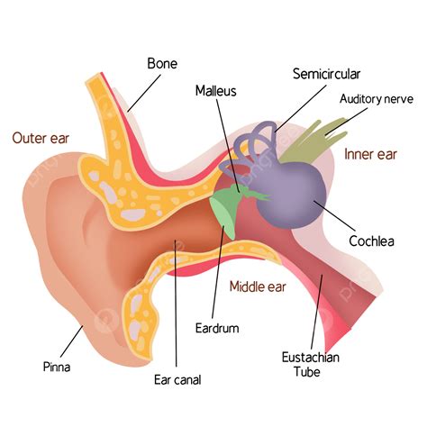 Anatomy Of Ear