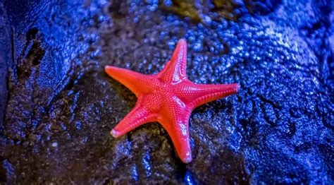The Fascinating World of Starfish...!!! - Smart Locus