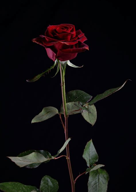 Download Dark Red Rose Flower Android Wallpaper | Wallpapers.com