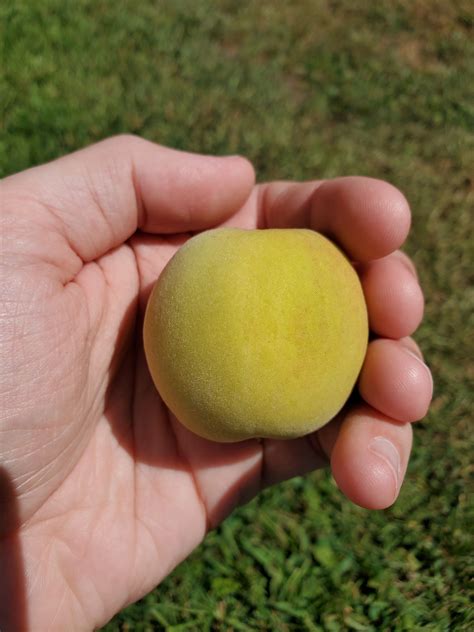 Seedling peach tree success/proof that it's worth it to grow from seed ...