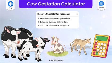 Cow Gestation Calculator for check Pregnancy Due Date | Drlogy