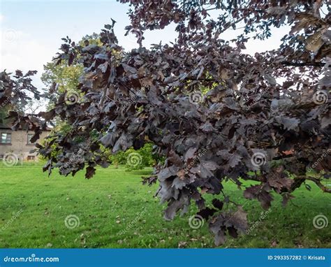 Purple Leaved Cultivar of English Oak (Quercus Robur) Timuki in Summer ...