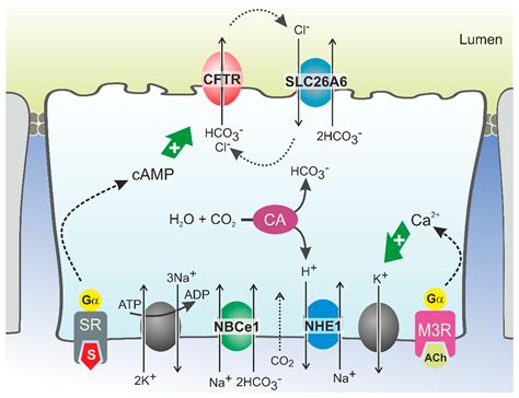 Bicarbonate Transport in Cystic Fibrosis and Pancreatitis