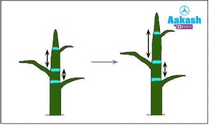 Plant Tissues: Types, Structure and Function, Practice Problems and ...