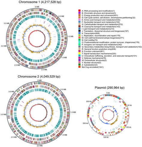 Complete Genome Analysis and Antimicrobial Mechanism of Burkholderia ...