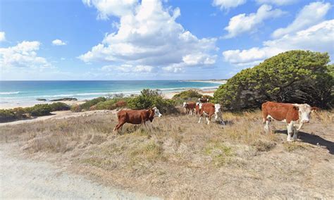 Maps 的图像结果